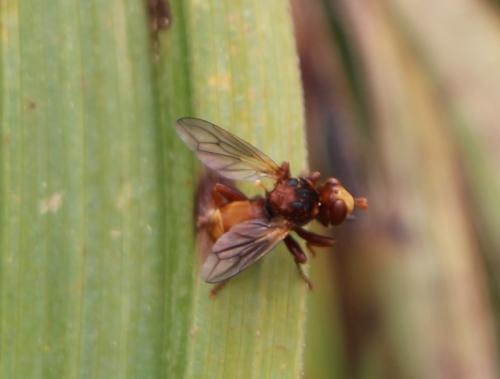 Réf. 274 856 : Sicus sp.